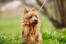 Un beau terrier australien avec GorGeous yeux foncés