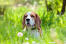 Un magnifique petit beagle, sortant sa tête des hautes herbes.