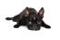 Un chiot boston terrier noir, mâle, avec les oreilles en alerte
