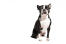 Un beau et jeune boston terrier assis au garde-à-vous