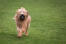 Un briard en bonne santé jouant avec un ballon à l'extérieur