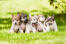 Cinq magnifiques chats chinois à crête assis en rangs serrés