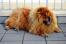 Un magnifique chow-chow adulte se reposant sur le trottoir