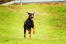 Un doberman pinscher bondissant dans l'herbe