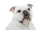 Un gros plan d'un bulldog anglais blanc au nez écrasé