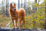 Un spitz finlandais se tenant debout sur un arbre abattu