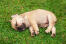 Un incroyable petit chiot bouledogue français dormant sur l'herbe