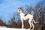 Un beau chien de chasse ibizan dans le Snow