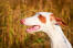 Un chien de chasse ibizan avec des oreilles profilées et un nez humide