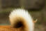 Gros plan sur la queue touffue distinctive d'un shiba inu japonais