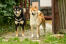 Deux shiba inus japonais adultes en bonne santé se tenant debout ensemble