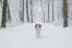 Un kooikerhondje adulte en bonne santé faisant un peu d'exercice dans le Snow