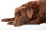 Un labrador chocolat mature appréciant de se reposer sur le sol