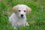 Un mignon petit chien de berger maremma