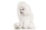 Un magnifique caniche miniature adulte avec son adorable petit chiot blanc