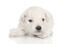 Un merveilleux petit chiot caniche miniature avec une belle et épaisse fourrure blanche