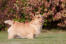 Un beau petit norwich terrier montrant ses merveilleuses pattes courtes et son long corps