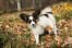 Un adorable petit papillon avec de grandes oreilles duveteuses