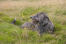 Un magnifique chien de chasse écossais à poils longs couché dans l'herbe