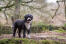 Un chien d'eau espagnol adulte en bonne santé se tenant droit, montrant son magnifique physique