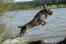 Un spinone italiano adulte en bonne santé qui bondit dans l'eau