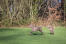 Deux adorables weimaraners adultes jouant ensemble sur l'herbe