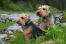 Deux merveilleux welsh terriers assis gentiment, attendant patiemment une commande