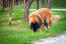 Estrela-mountain-dog-outside