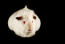 Un beau petit cochon d'inde aGouti avec une fourrure blanche et des yeux rouges