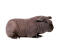 Un merveilleux cochon d'inde noir sans poils et maigre