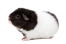 Un cochon d'inde en peluche avec une merveilleuse fourrure douce noire et blanche