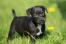 Patterdale-terrier-chiot
