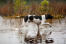 Chasse au chien d'arrêt