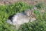 An anGora lapin jouant sur l'herbe