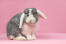 Le joli petit nez d'un lapin mini-lop Le joli petit nez d'un lapin mini-lop