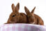 Deux adorables lapins thrianta avec un incroyable pelage rouge et de grandes oreilles