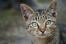 Alerte asian tabby close up