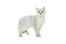 Chat british shorthair tipped sur fond blanc