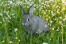 Un lapin chinchilla dans l'herbe.