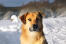 ChiNook chien face close up dans le Snow