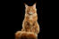 Portrait d'un chat roux maine coon assis sur un fond noir