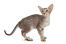 Chat oriental tabby sur fond blanc