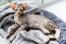 Chat oriental tabby allongé sur un lit confortable pour chat