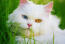 Chat persan aux yeux bizarres en gros plan dans l'herbe