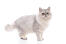 Chat persan silver tabby debout devant un fond blanc