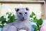 Chat gris ukrainien levkoy avec de grands yeux bleus
