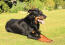 Un beau beauceron adulte couché proprement sur l'herbe