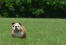 Un adorable bulldog anglais adulte qui fait de l'exercice sur l'herbe.