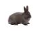 Les belles oreilles courtes d'un lapin de vienne