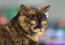 Chat british shorthair tortie de près avec des yeux perçants